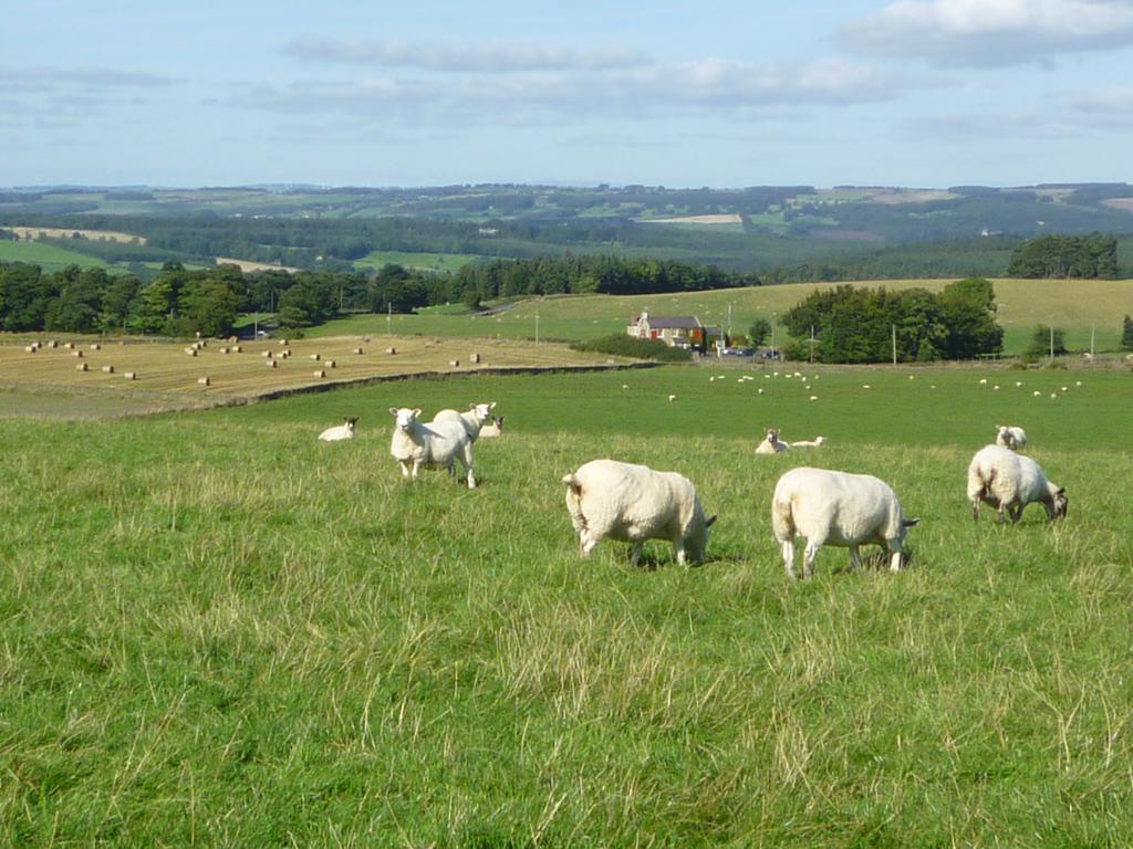 Bed and Breakfast Rye Hill Farm à Hexham Extérieur photo