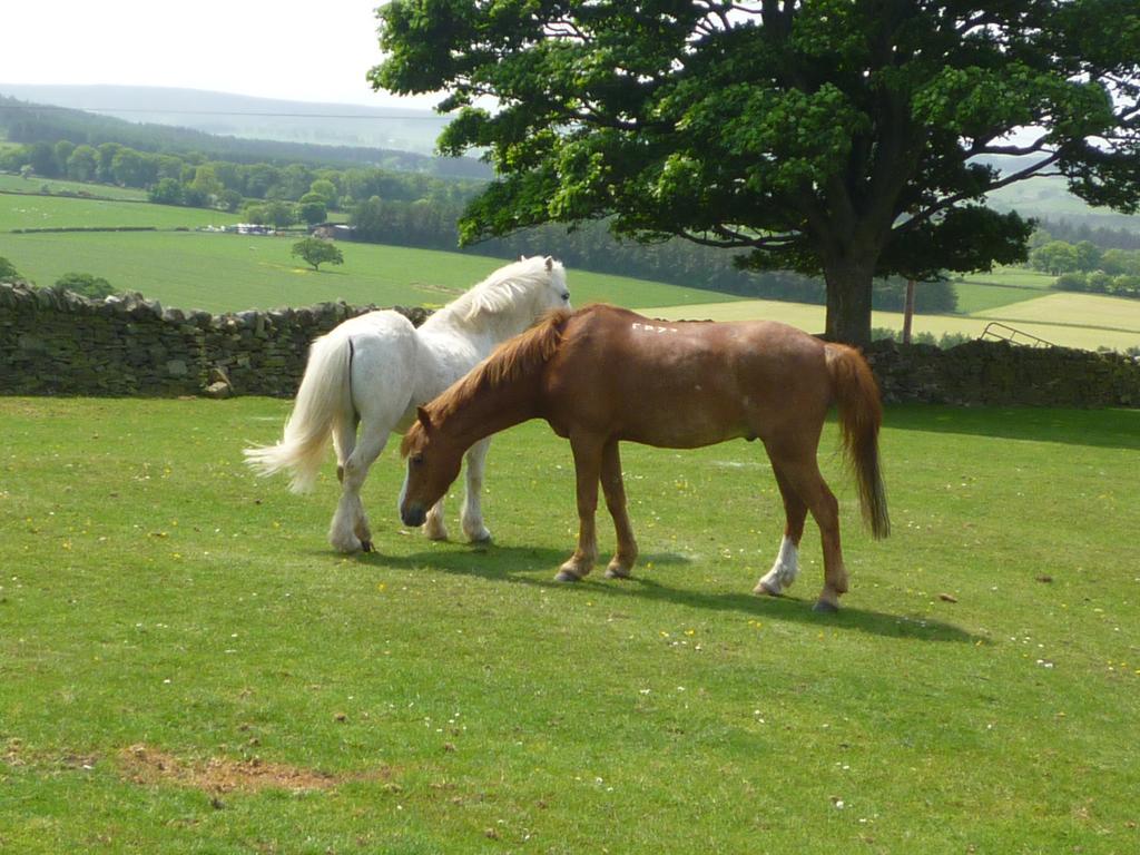 Bed and Breakfast Rye Hill Farm à Hexham Extérieur photo